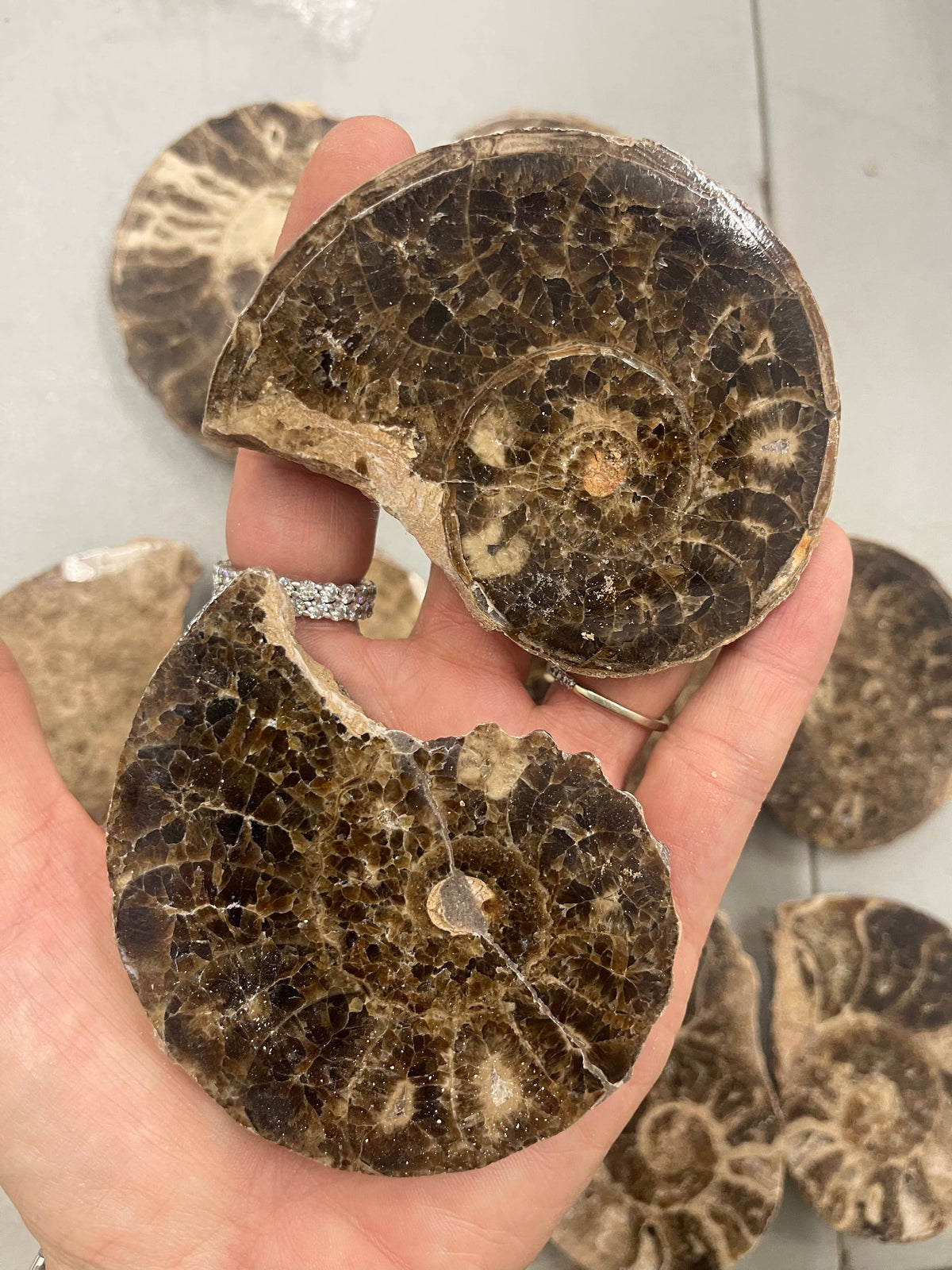 Sliced Ammonite