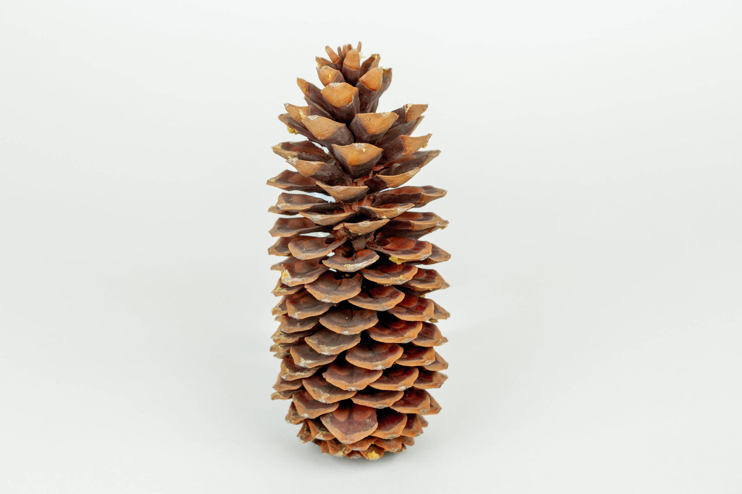 Natural Sugar Pinecones - 9-14 Inches Tall