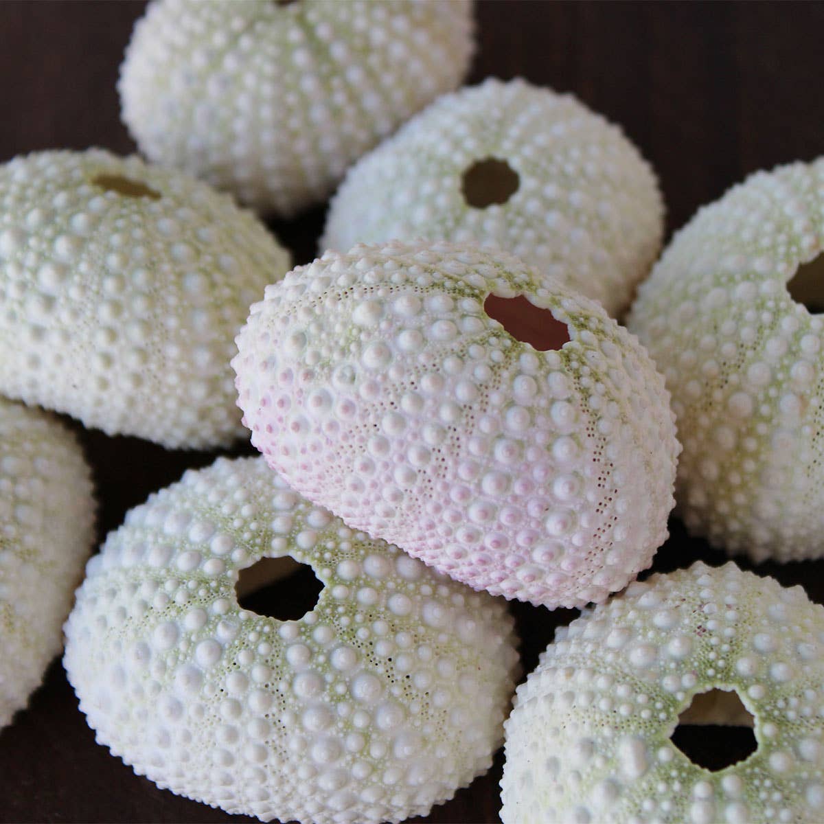 Pink / White Sea Urchin