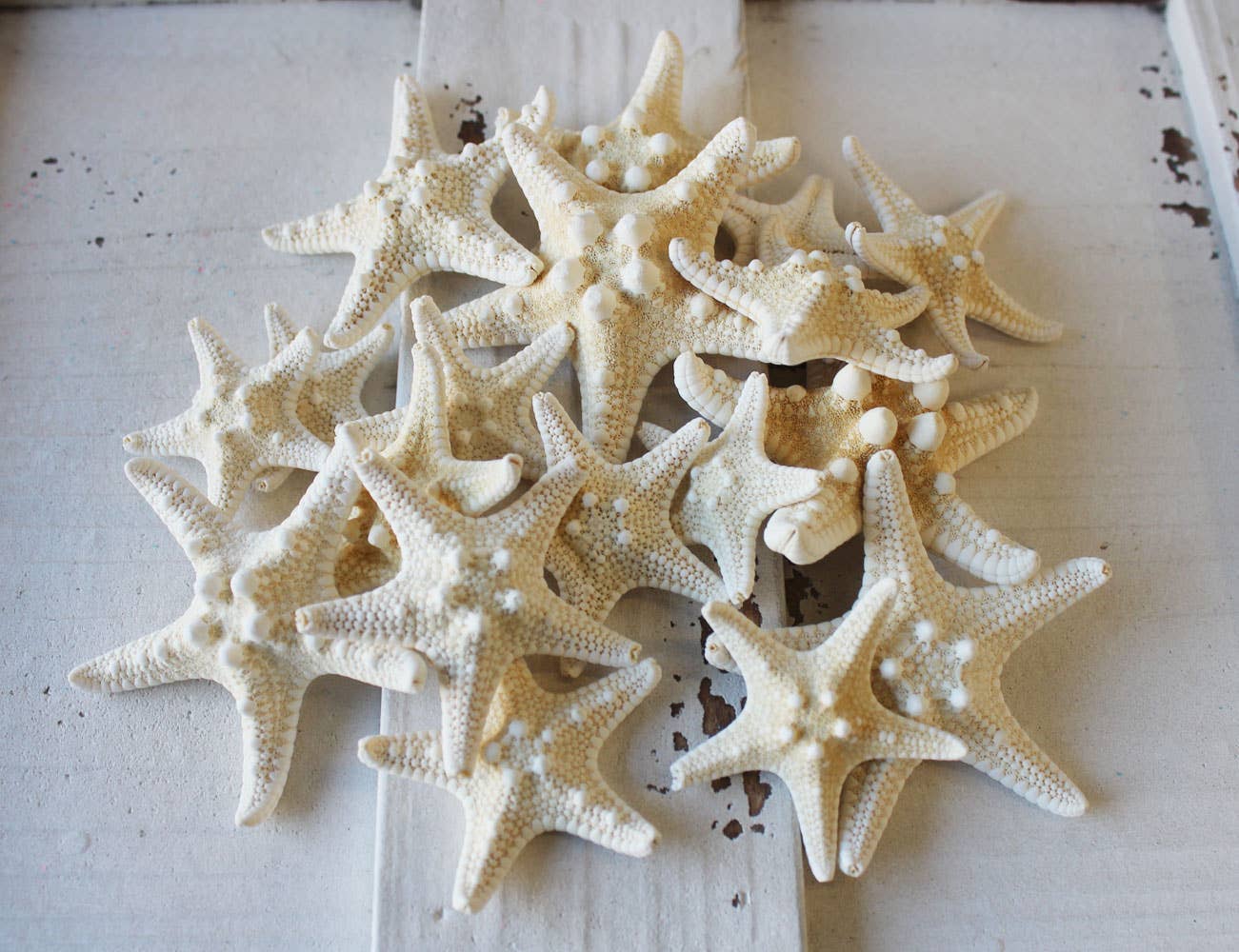 Small White Thorny Starfish