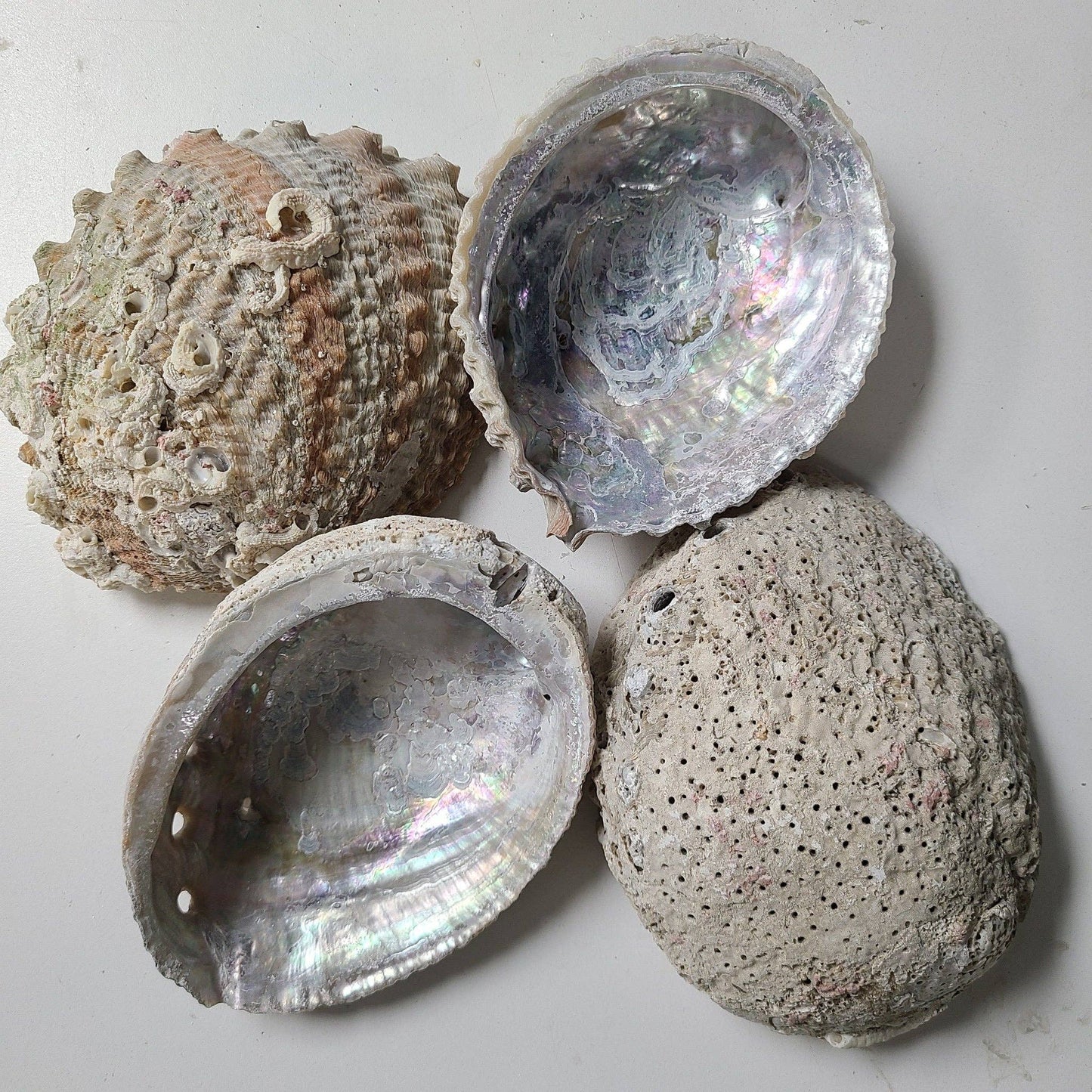 4-6" Abalone Shell
