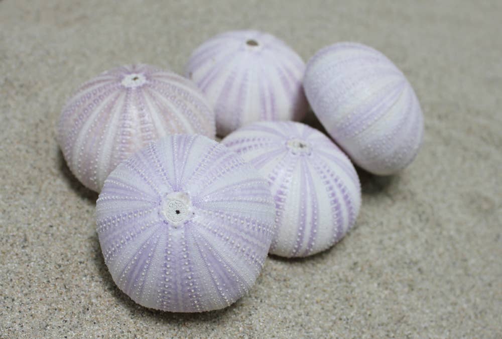 Purple Sea Urchin - 1.5"-2.5": 1.5"-2"