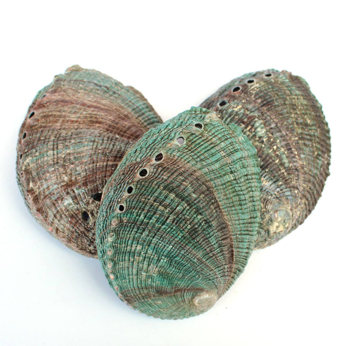 4-5" Blue/Green Abalone Shell - Rough Edges
