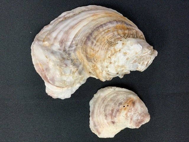 Oyster Apalachicola Large