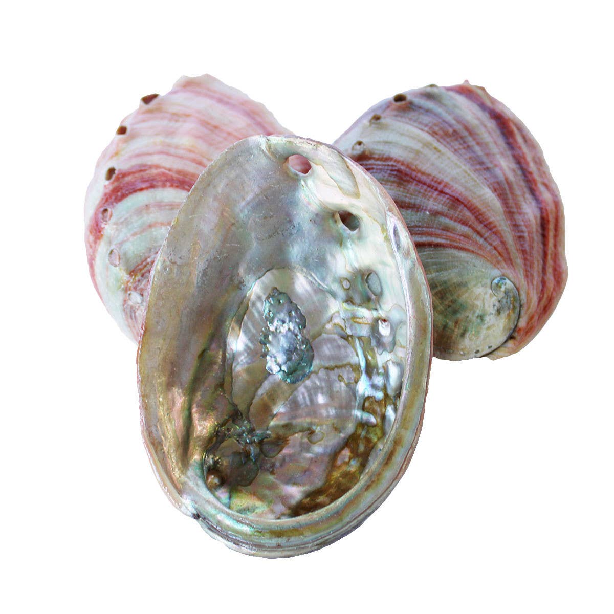 Red Abalone Shells - 4-5": A Grade
