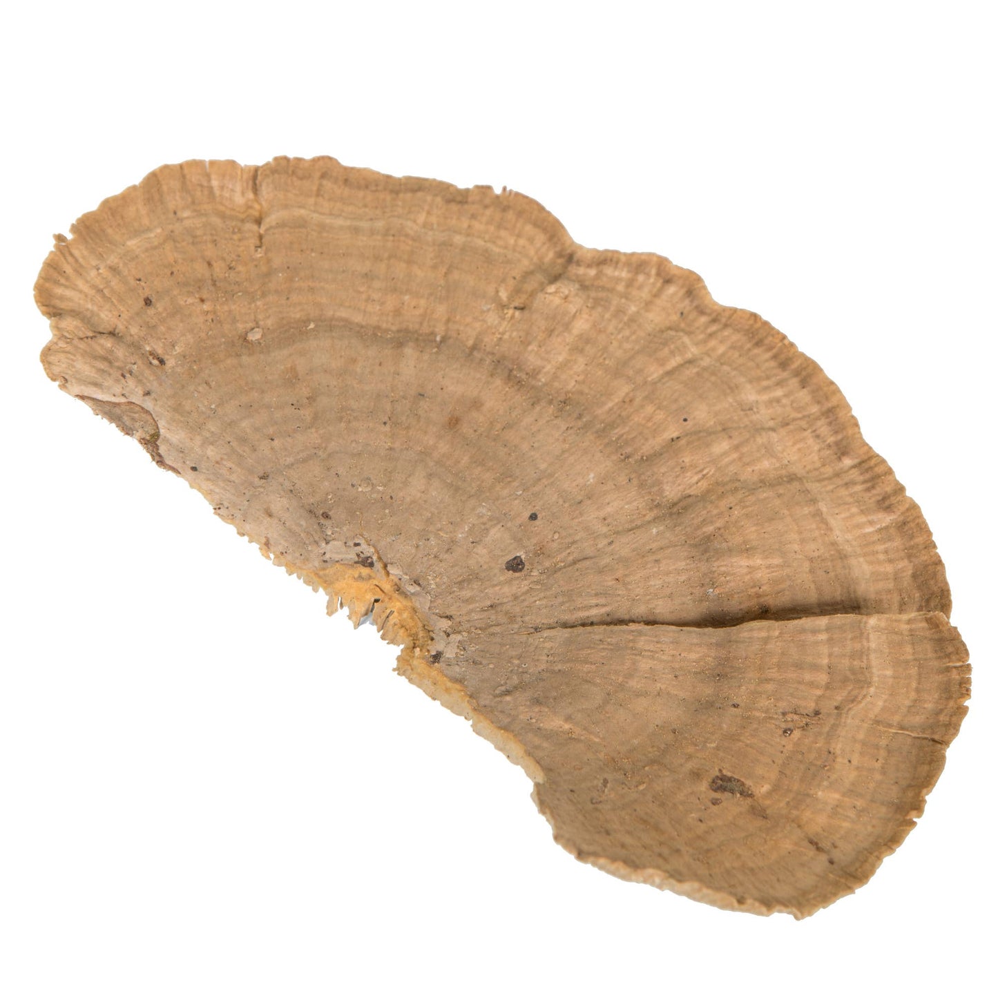 Sponge Mushroom Natural