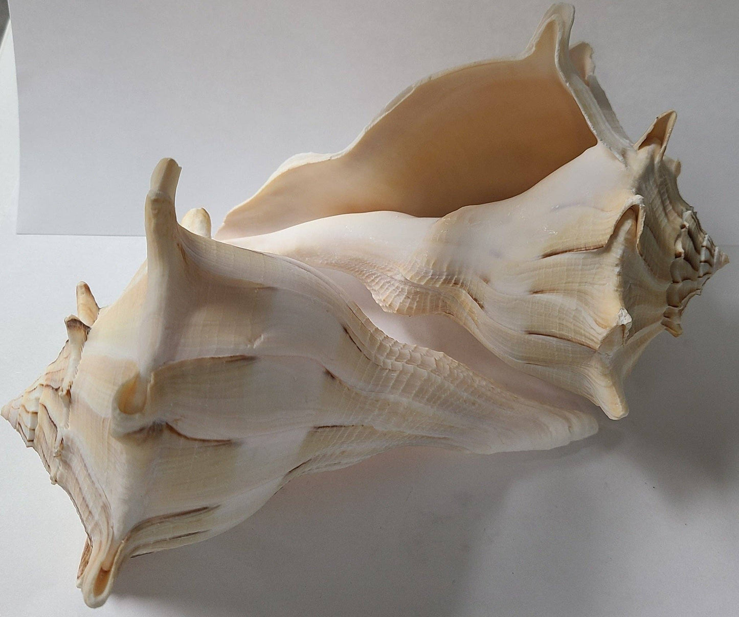 6-7" Mex Left Whelk