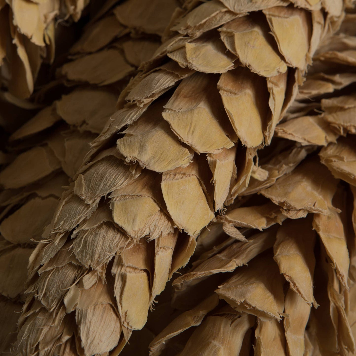 10" Bleached White Pine Cone XL
