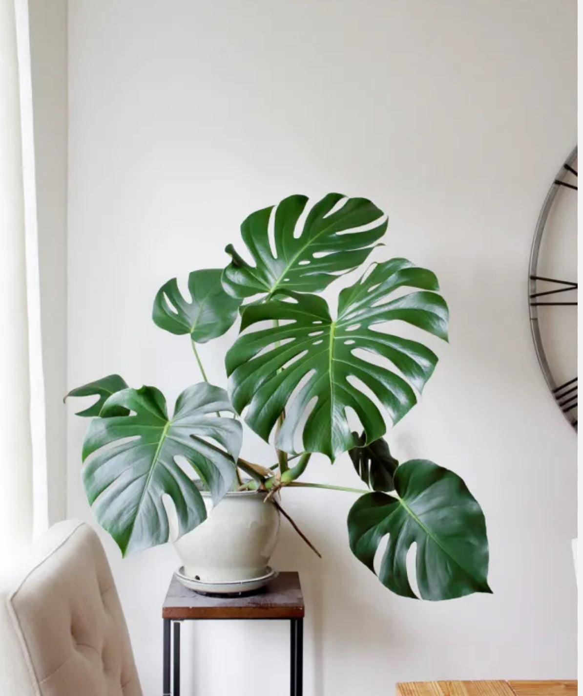 Monstera Deliciosa
