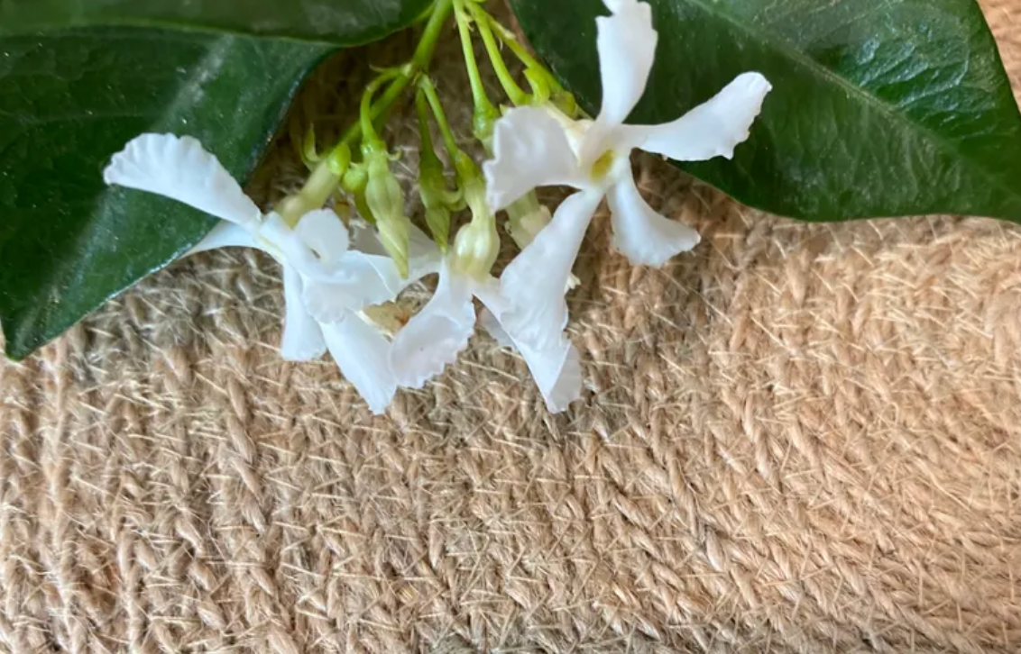 Star Jasmine + Santal