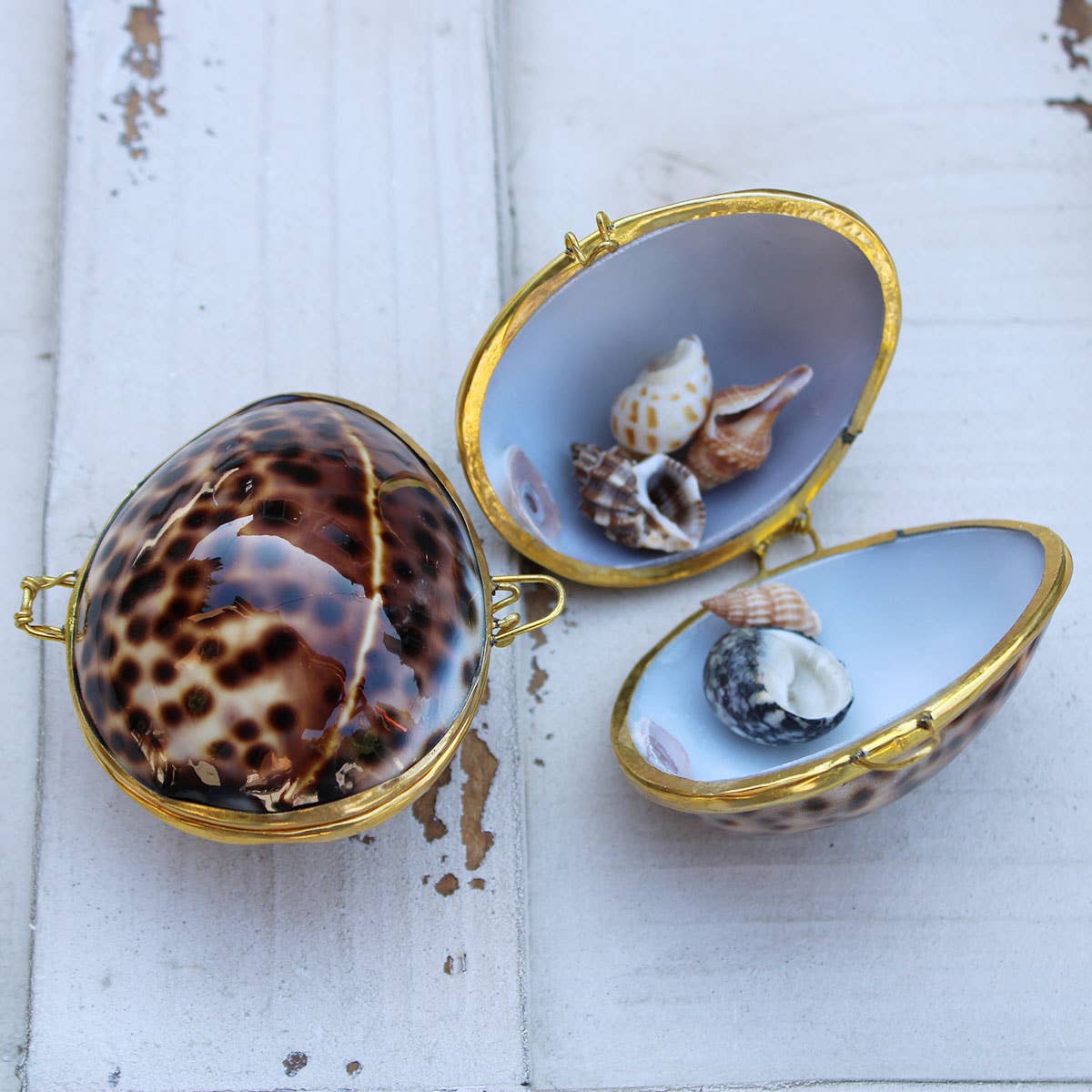 Tiger Cowrie Seashell Coin Purse - Shell Box