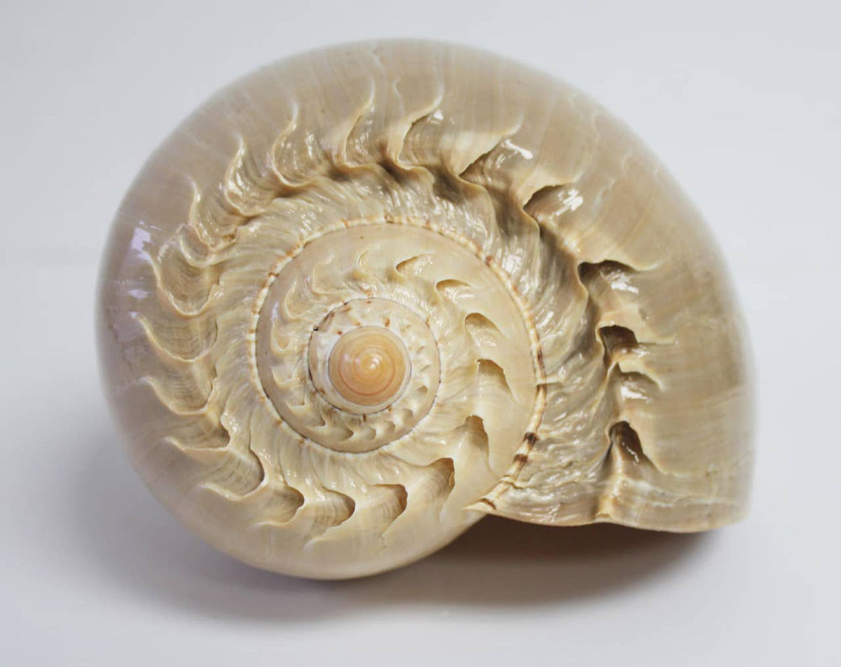 Melon Seashell - 8-10": 8-9"