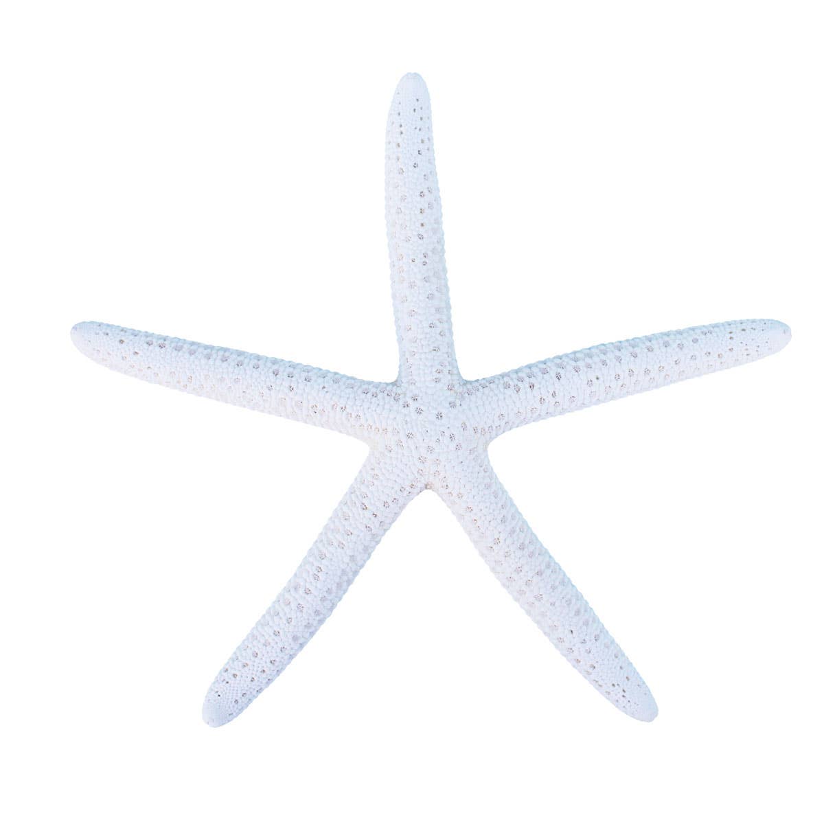 White Finger Starfish