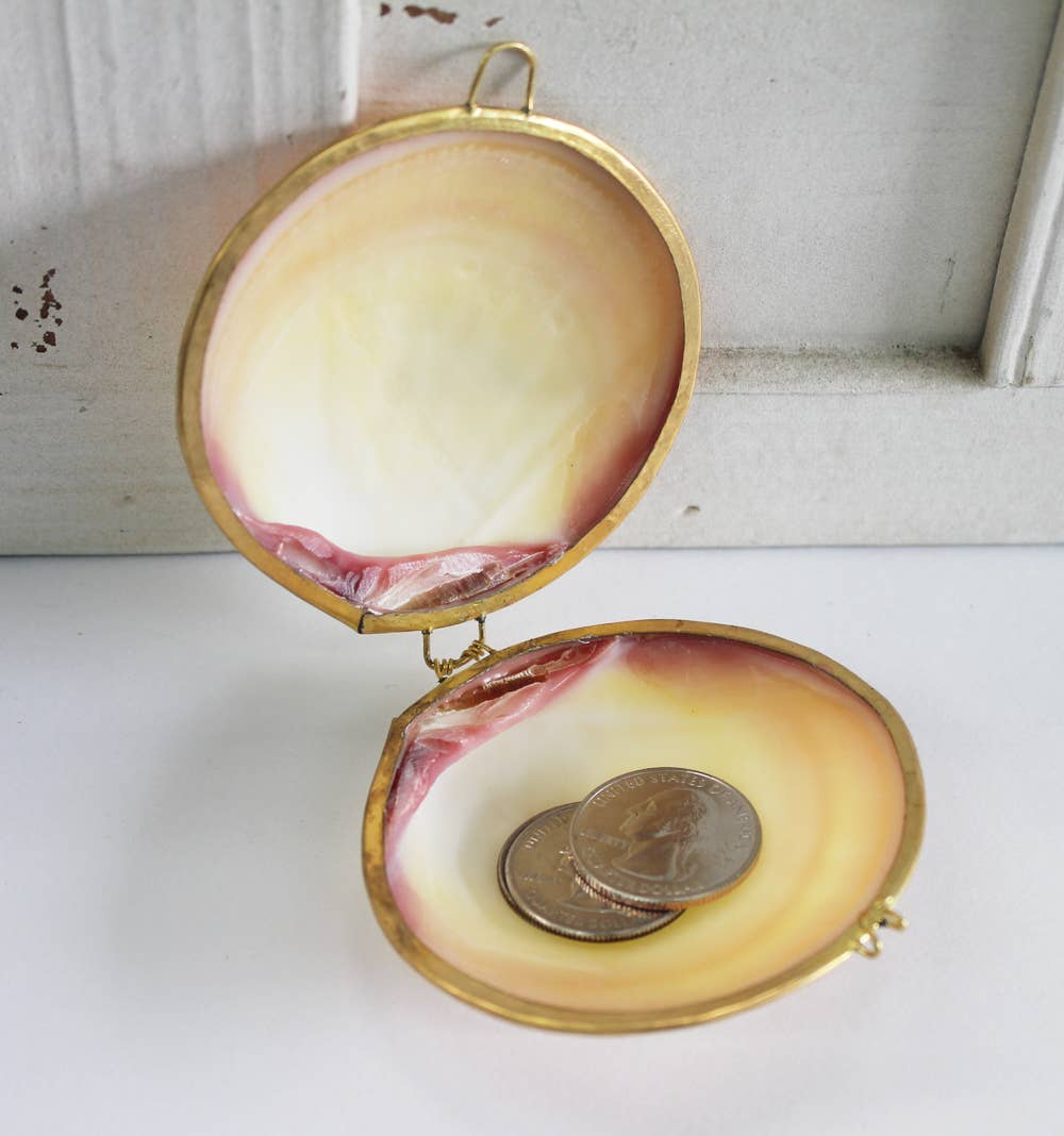 Polished Tigrina Clam Coin Purse - Shell Box