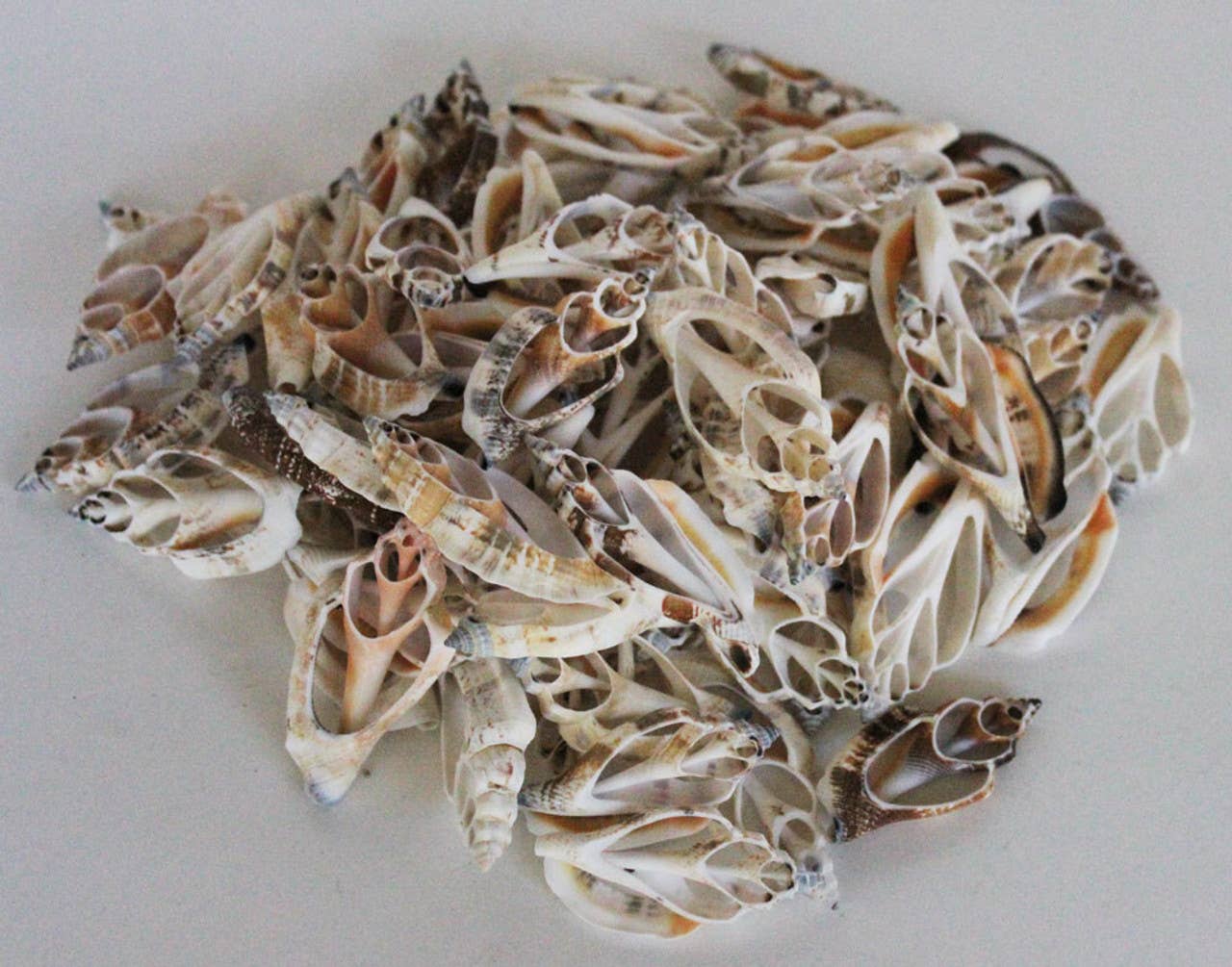 Center Cut Strombus Urceus Seashells