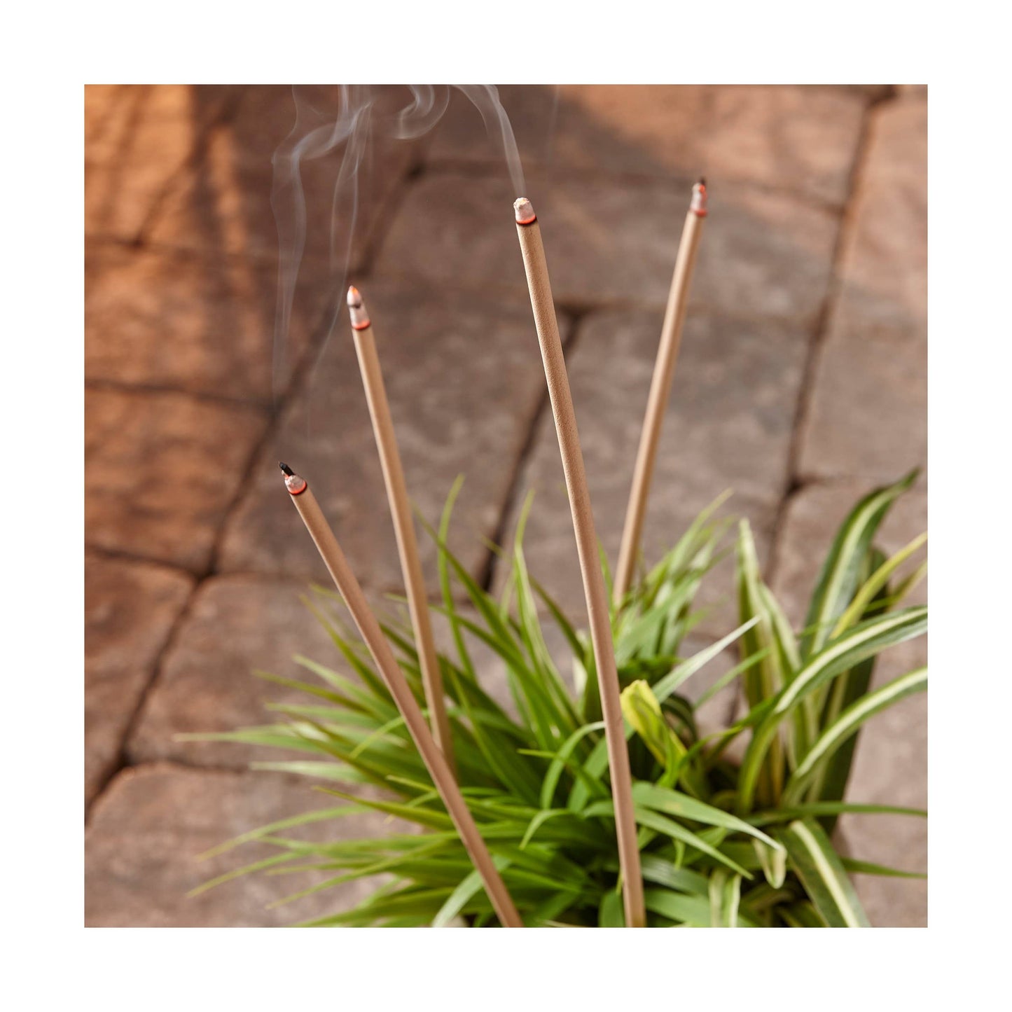 Eucalyptus & Citro Incense Sticks Set of 30 - Multi