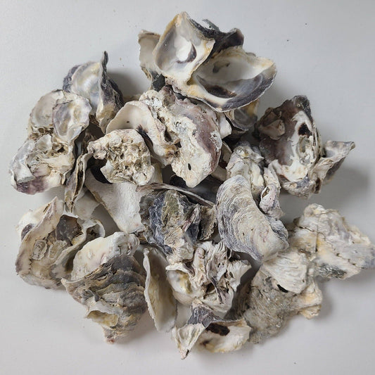 Oyster