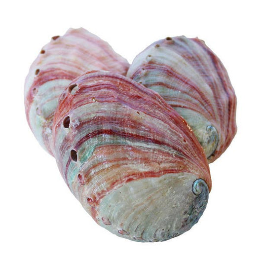 Red Abalone Shells - 4-5"