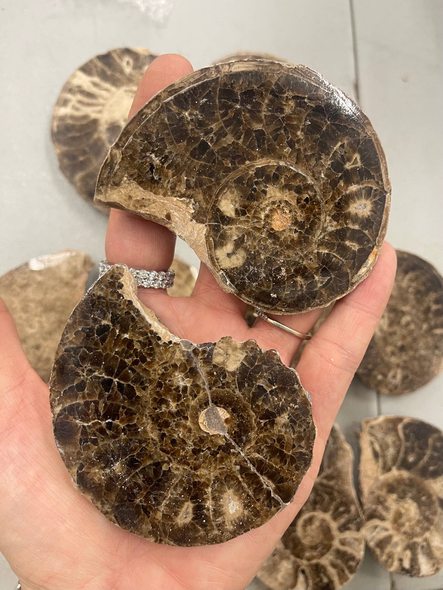 Ammonite Pair - Slices - Set 