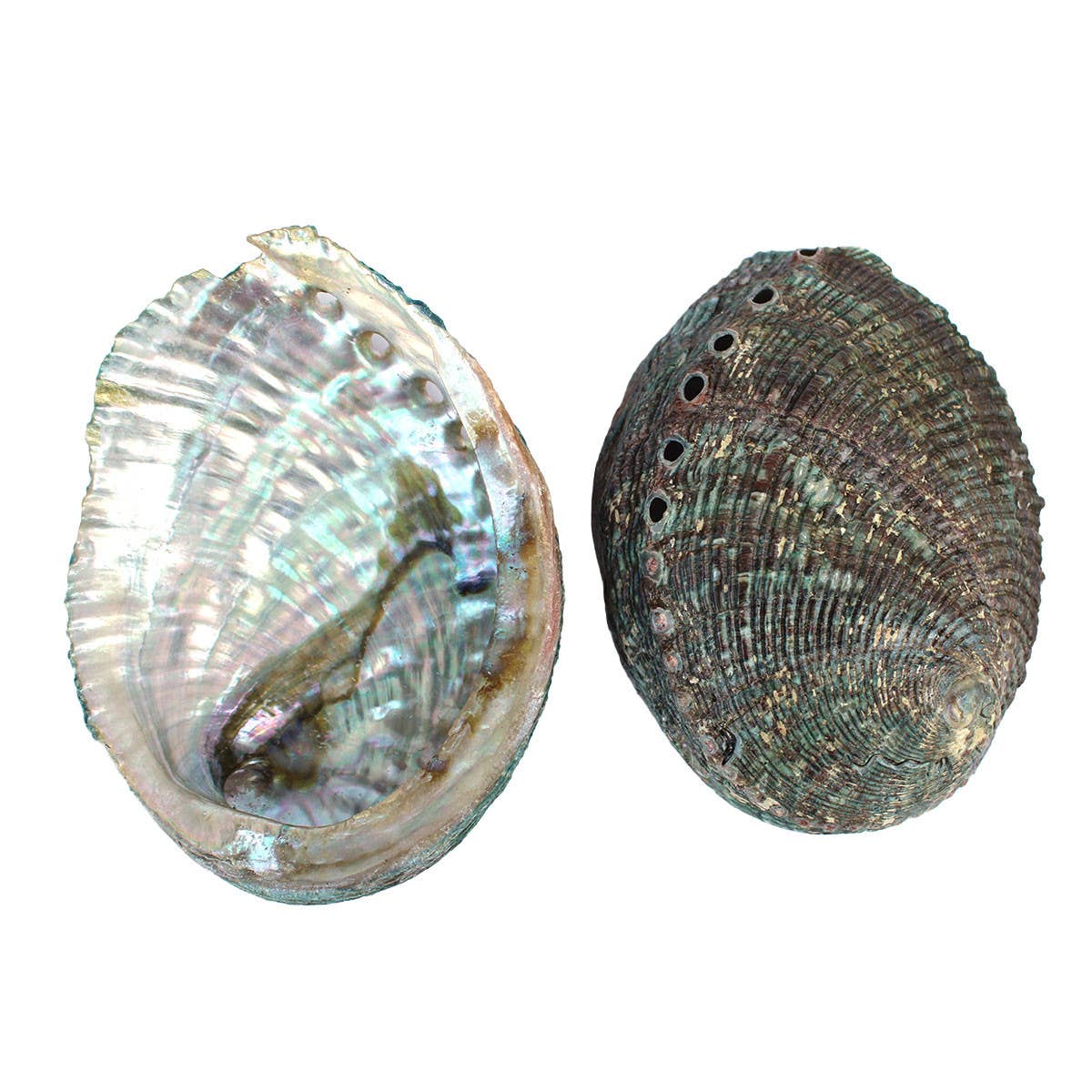 4-5" Blue/Green Abalone Shell - Rough Edges