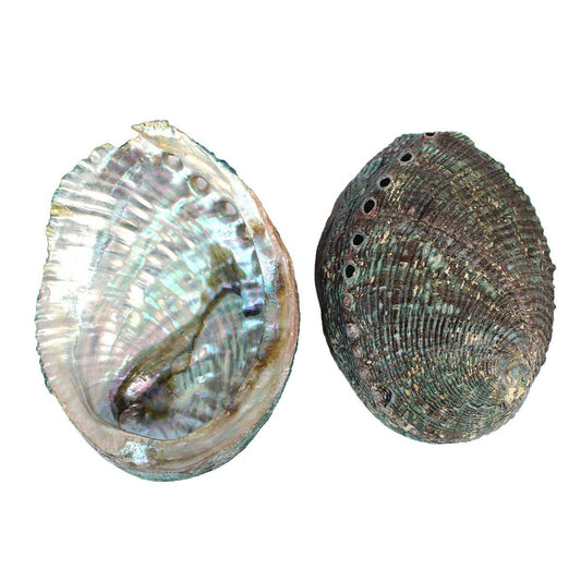 4-5" Blue/Green Abalone Shell