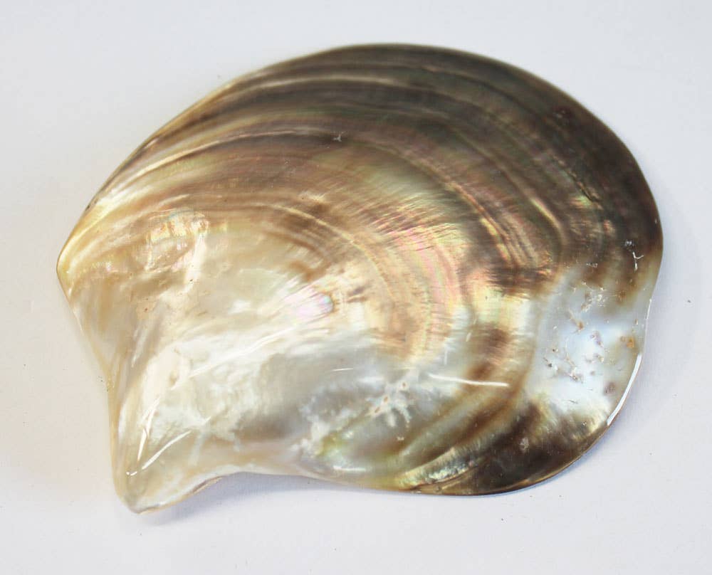 Black Lip Mother of Pearl Seashell