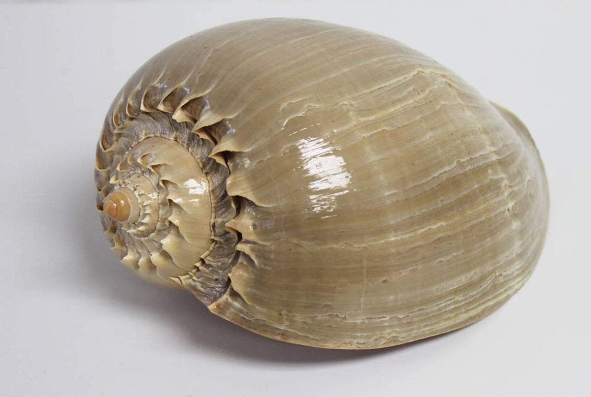 Melon Seashell - 8-10": 8-9"