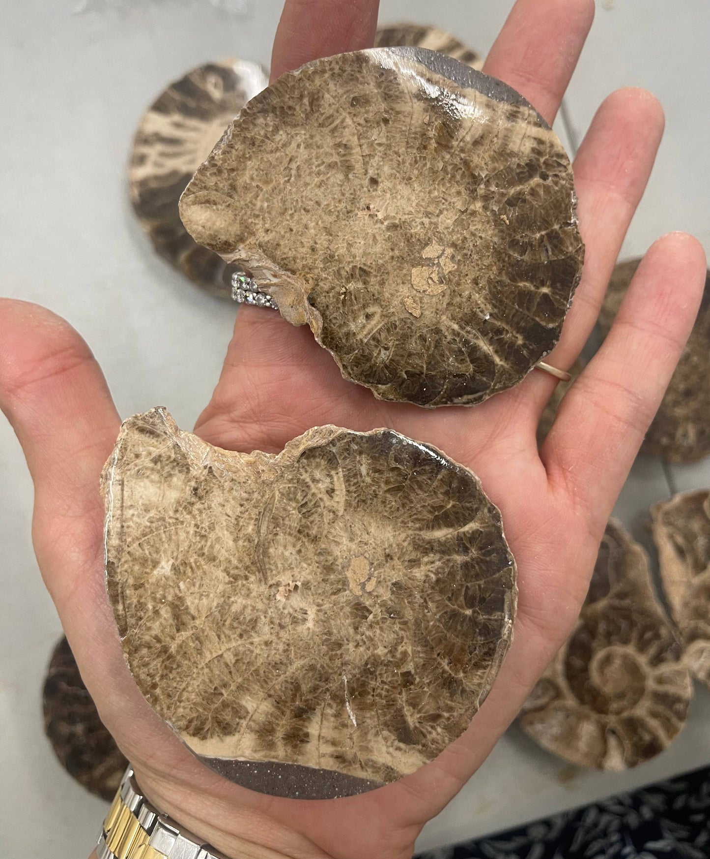 Ammonite Pair - Slices - Set 