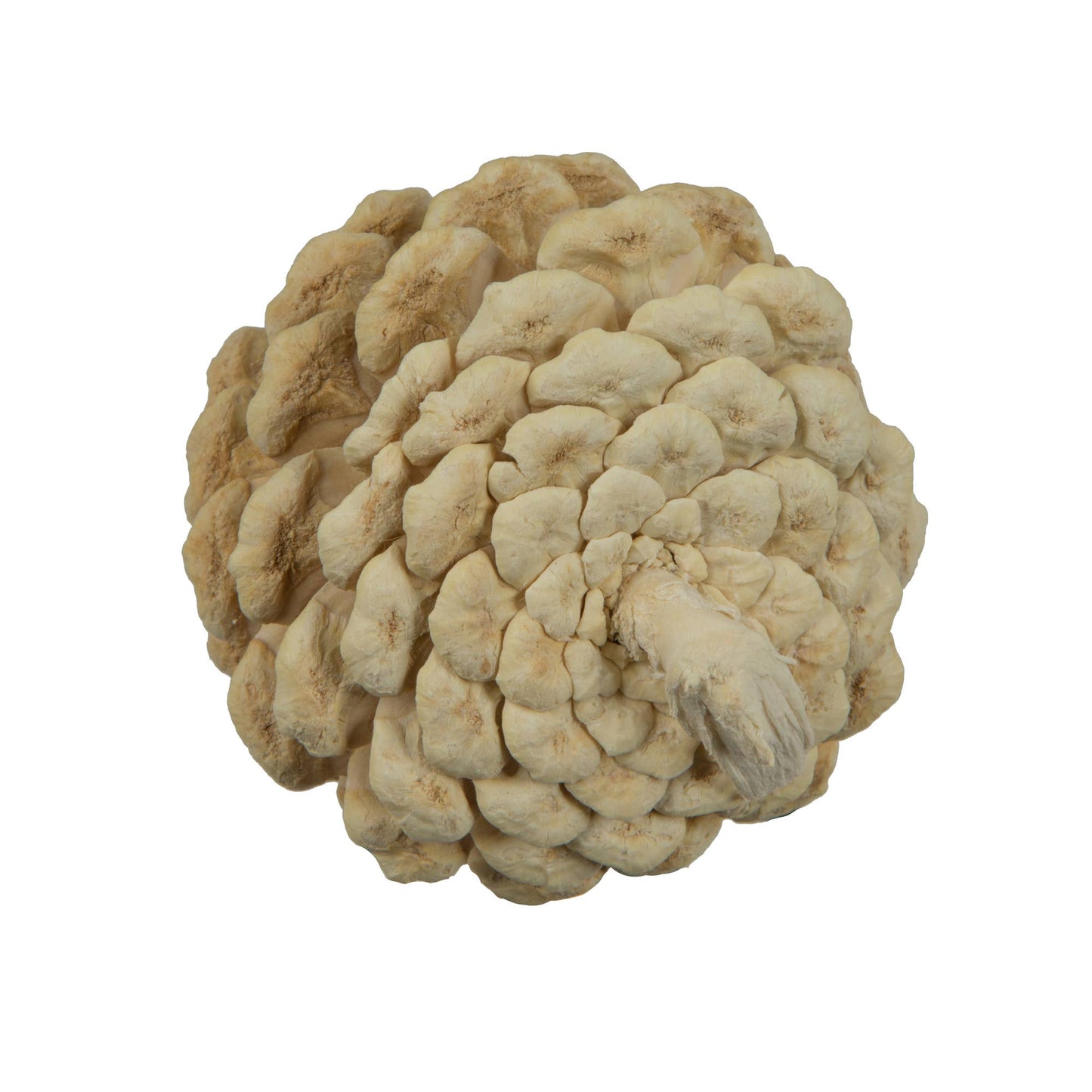 2" Blue Pine Bleached Bleached