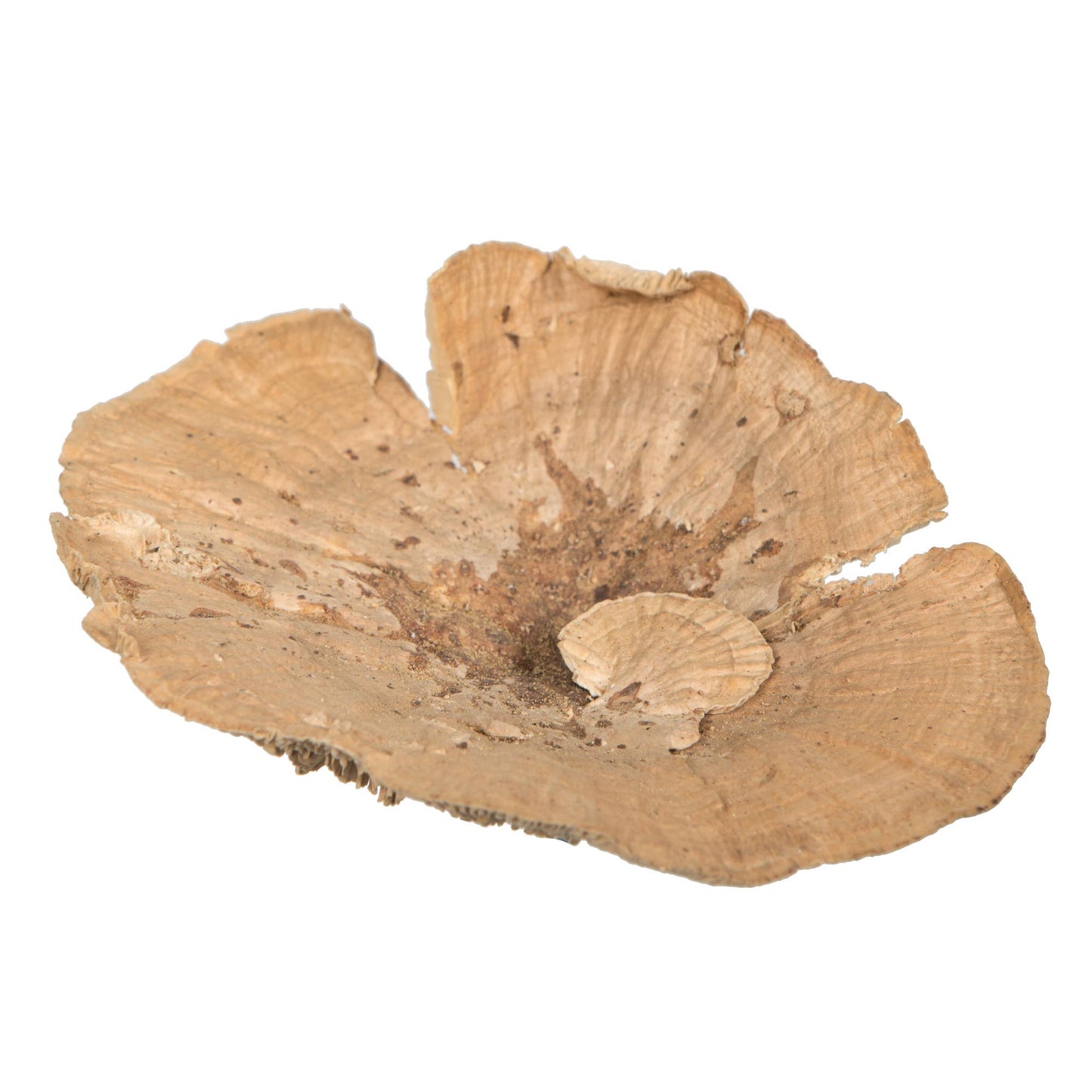 Sponge Mushroom Natural