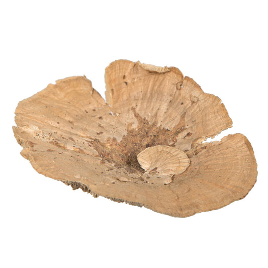 Sponge Mushroom Natural