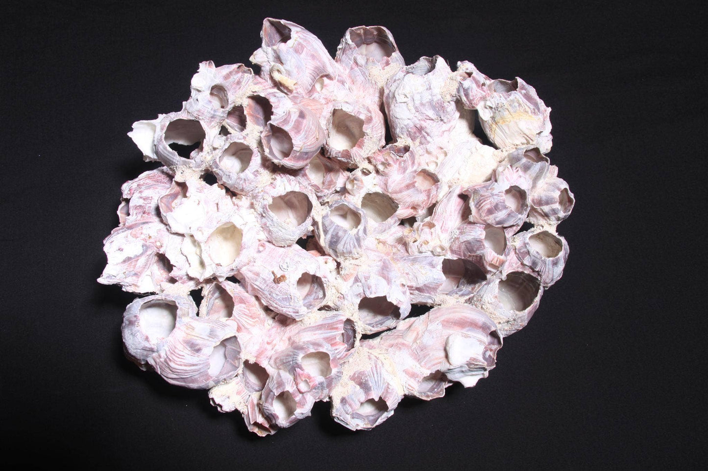 Barnacle Clusters Large