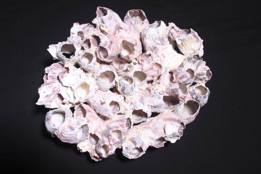 Barnacle Clusters Large