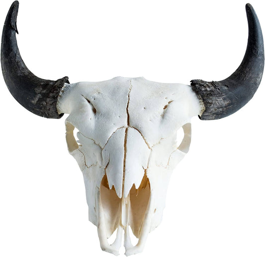 Bison Skull
