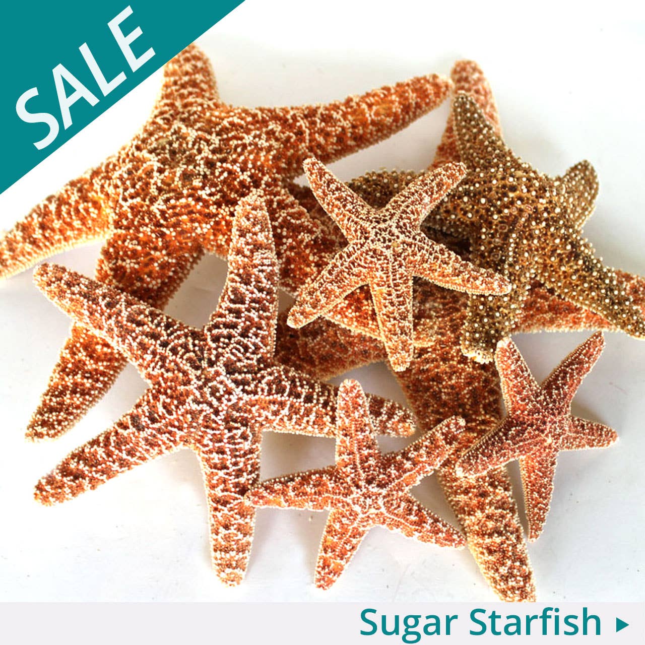 SALE 5-6" Sugar Starfish