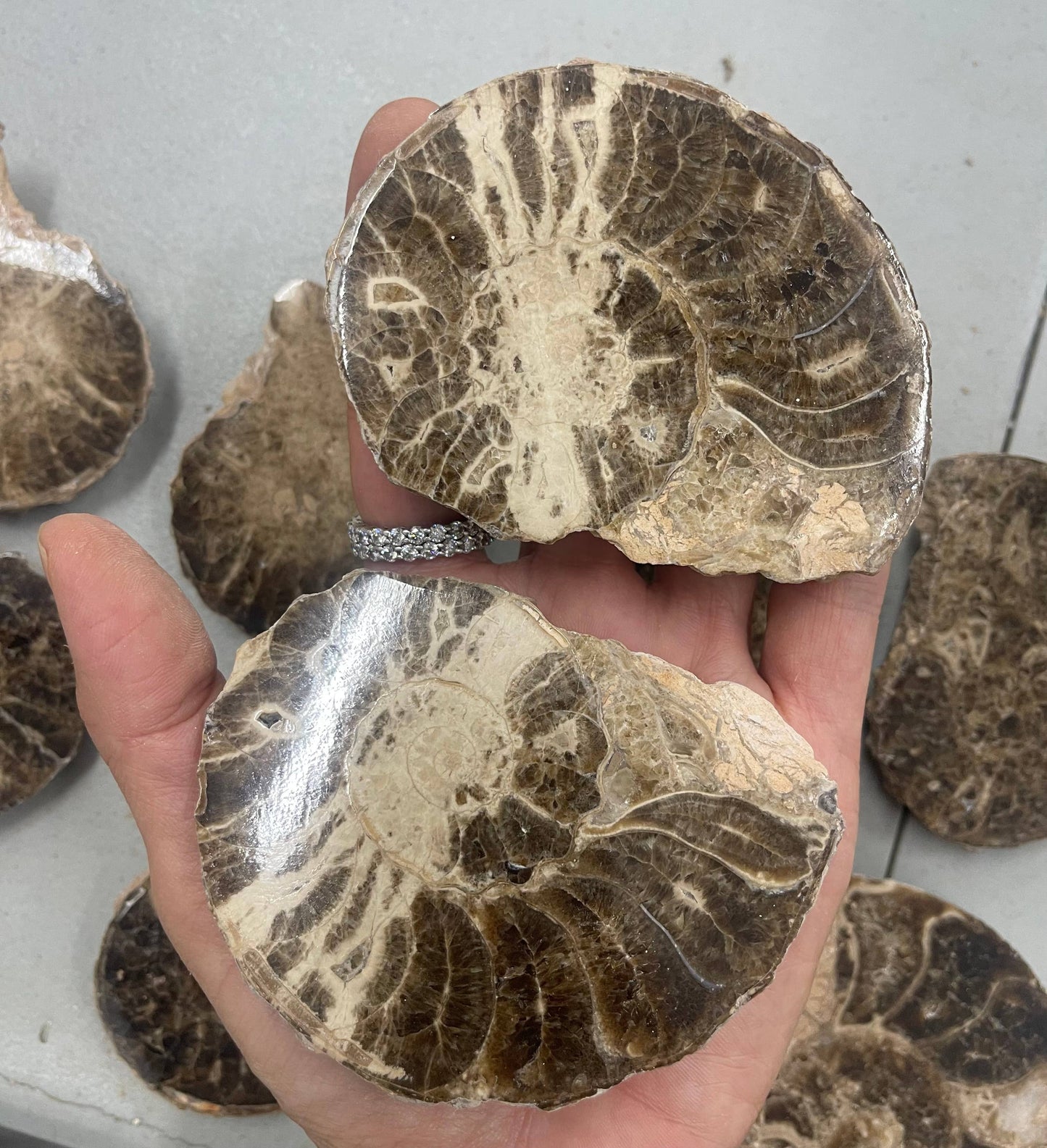 Ammonite Pair - Slices - Set 