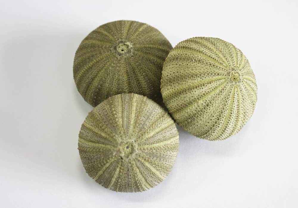 Green Philippine Sea Urchin