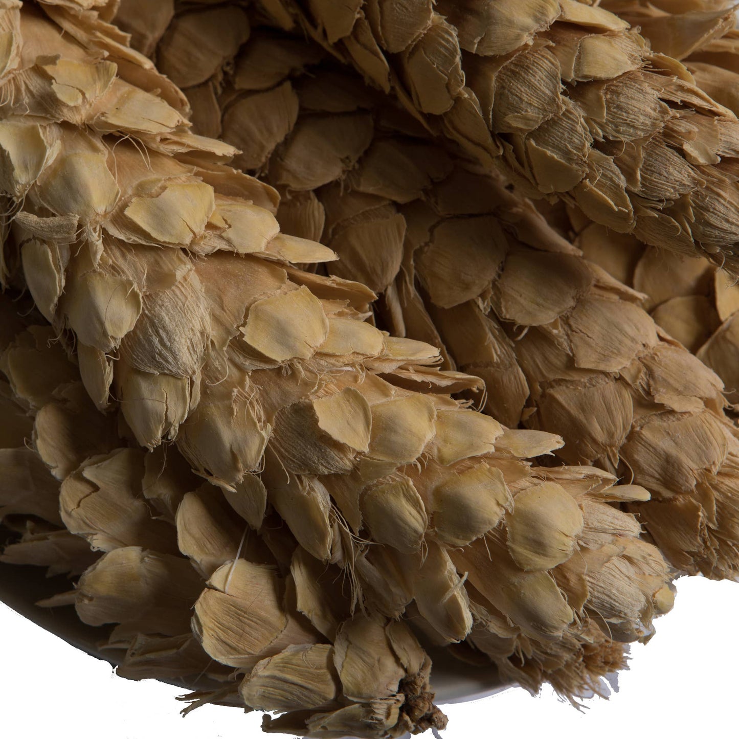 10" Bleached White Pine Cone XL