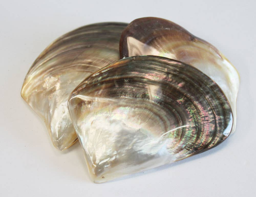 Black Lip Mother of Pearl Seashell