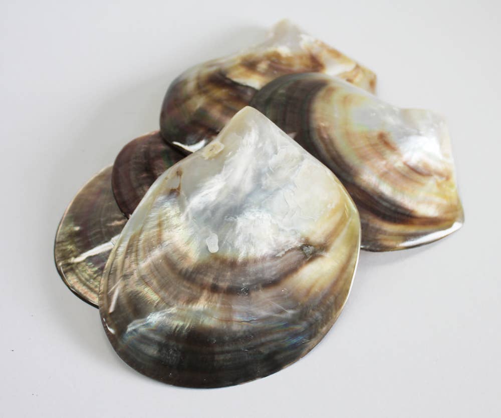 Black Lip Mother of Pearl Seashell