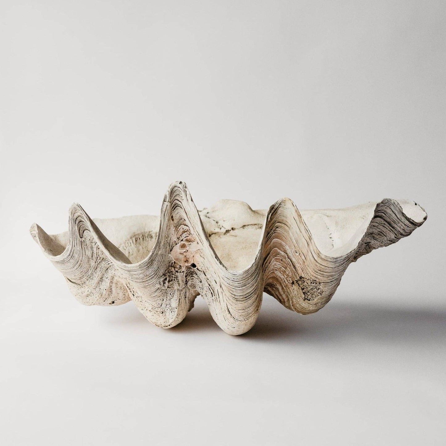 Indian Ocean Clam Shell Sculpture