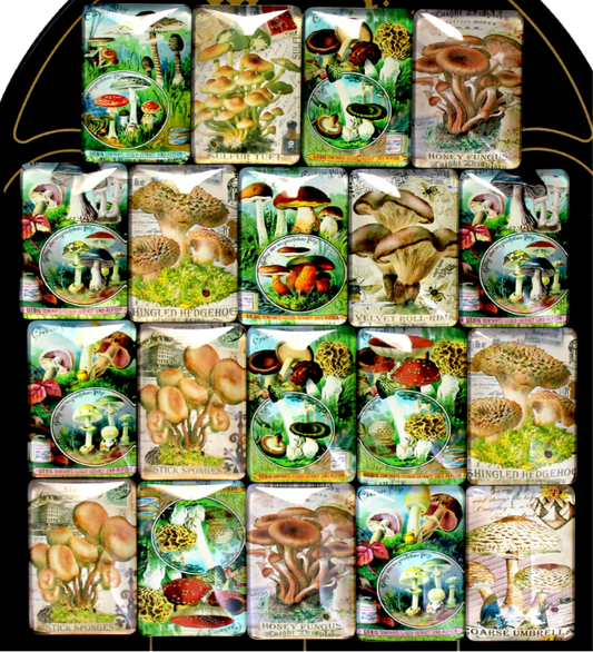 Vintage Mushroom Magnet