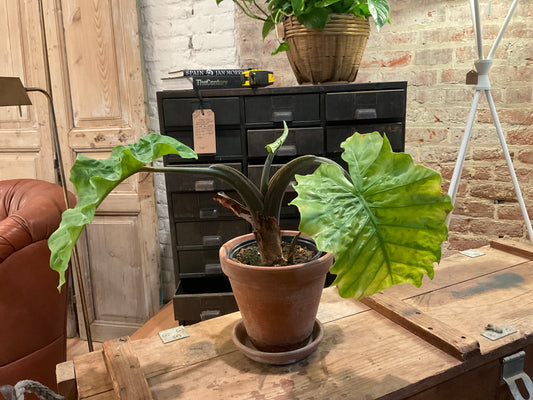 Alocasia Plant (med) in Terrecotta Pot