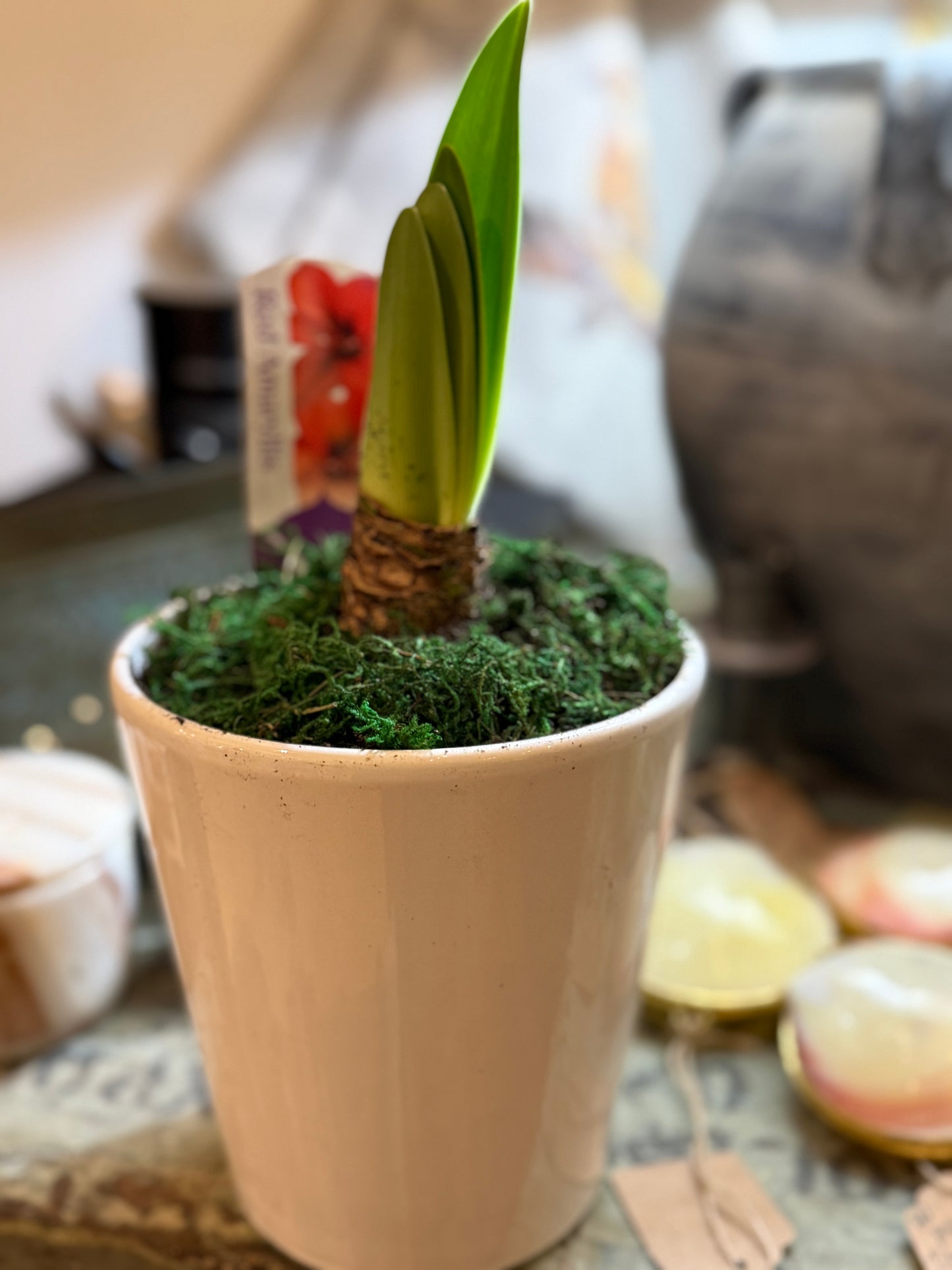 Potted Amaryllis Bulbs