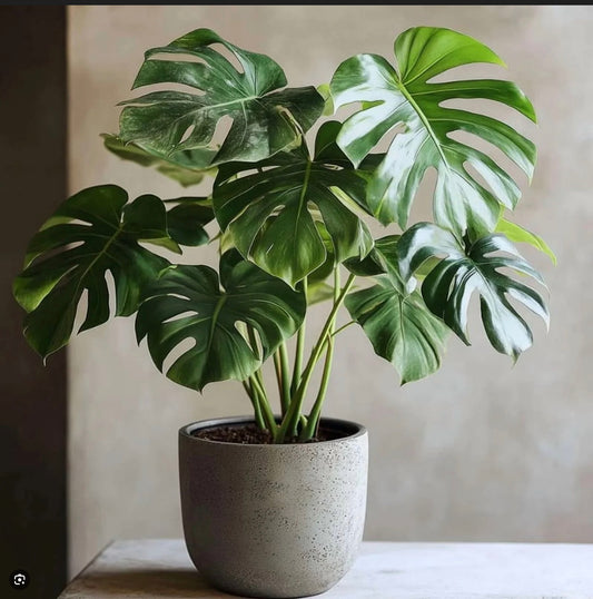 Large Potted Monstera