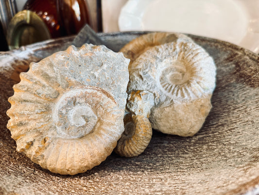 Nautilis Ammonite Fossil