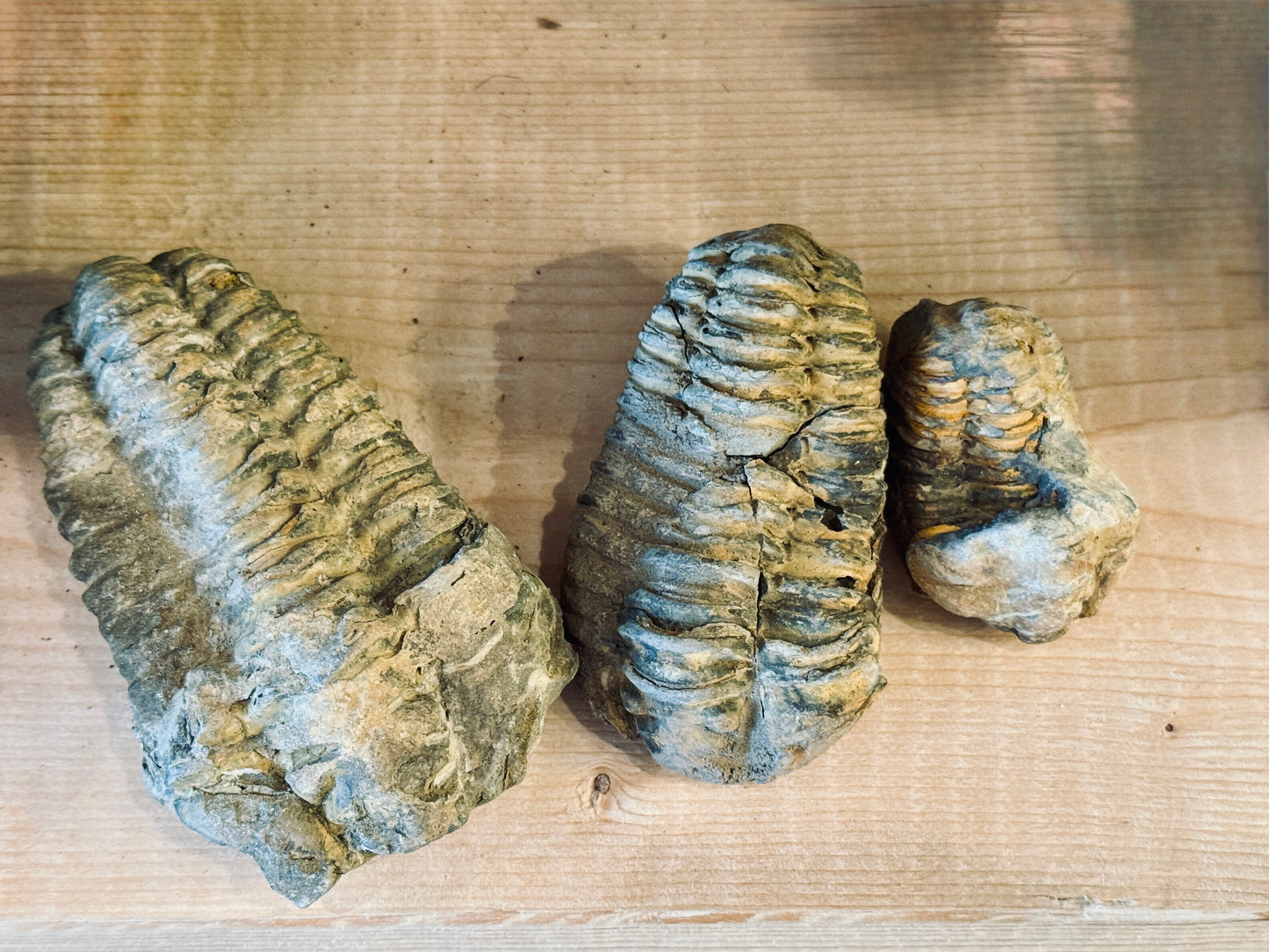 Trilobite Fossils