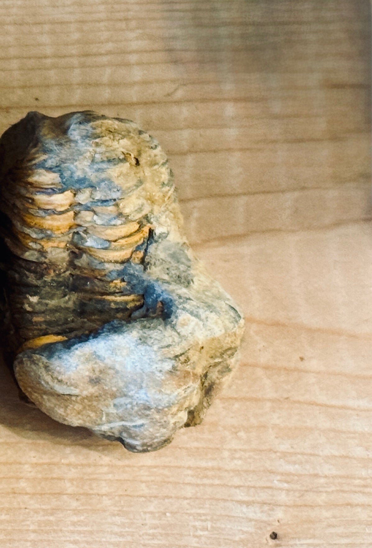 Trilobite Fossils