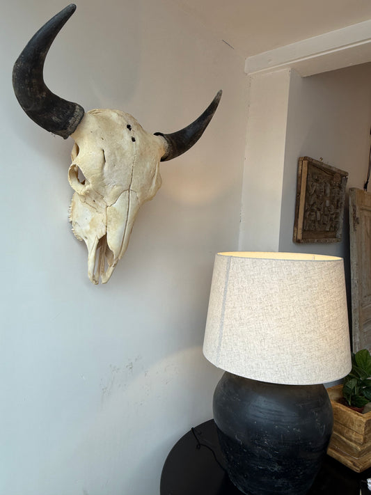 Authentic Buffalo Bison Skull