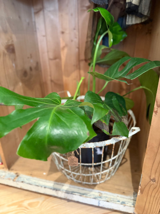 Monstera Deliciosa